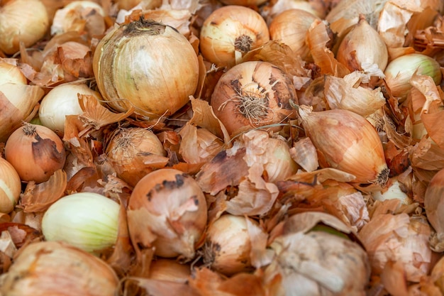 Un montón de cebollas doradas frescas con cáscaras en el mostrador Vitaminas para la salud y productos orgánicos