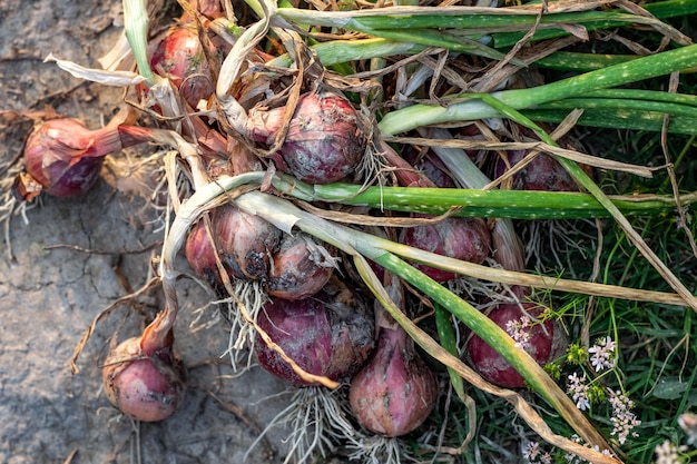 Un montón de cebollas rechazadas malsanas al lado del campo agrícola primer plano