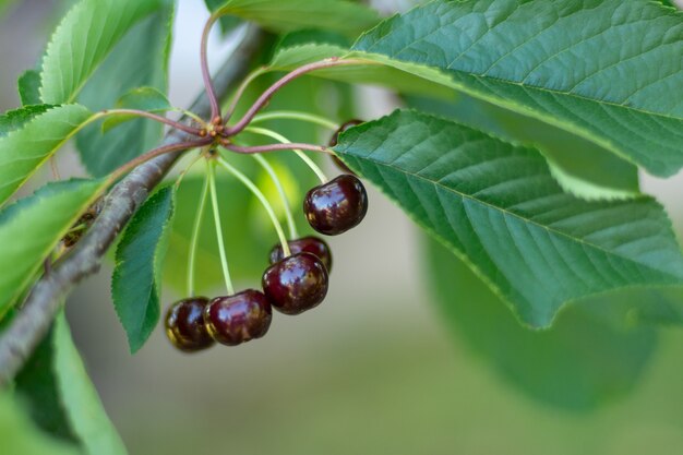 Un montón de cerezas maduras colgando de un árbol