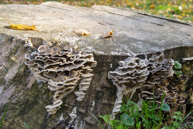 Un montón de champiñones chaga frescos en el tocón de árbol