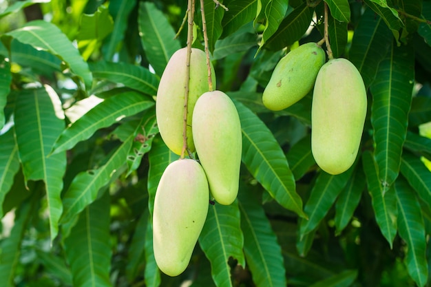 Un montón de cinco mango en el árbol en el jardín.