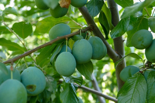 Un montón de ciruelas en ciruelo cerca de ciruelas verdes en primer plano de rama