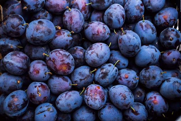 Un montón de ciruelas orgánicas azules de fondo