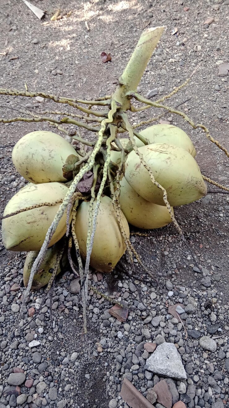 Un montón de cocos en el suelo.