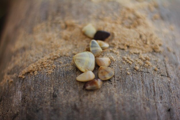 Foto un montón de conchas en una mesa de madera