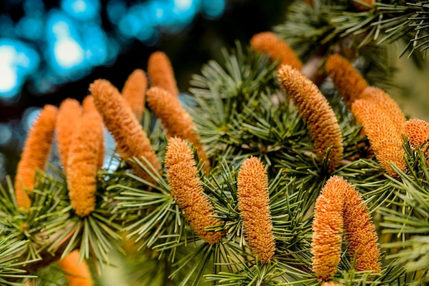 Un montón de conos de pino como un fondo de la naturaleza