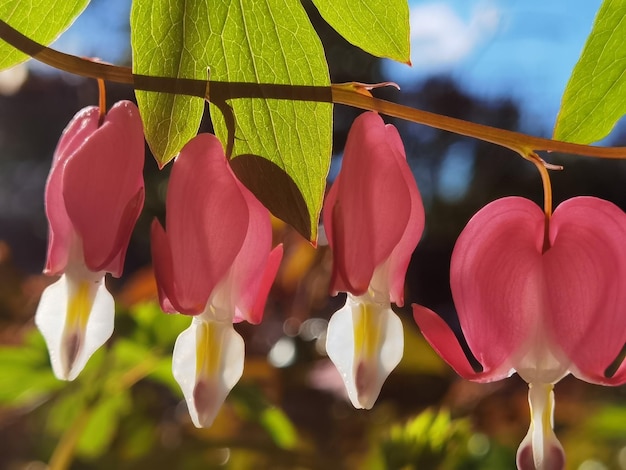 Un montón de corazones sangrantes rosados y amarillos cuelgan de una vid.