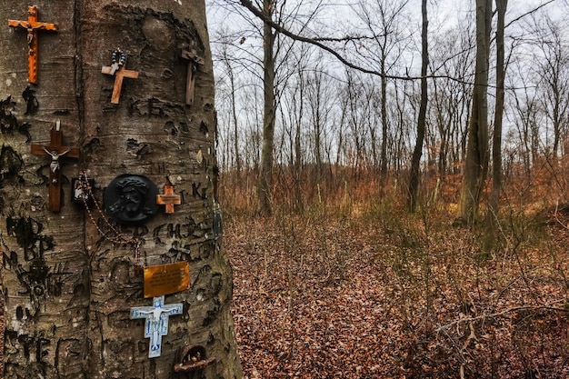 Montón de cruces y signos tallados en un árbol