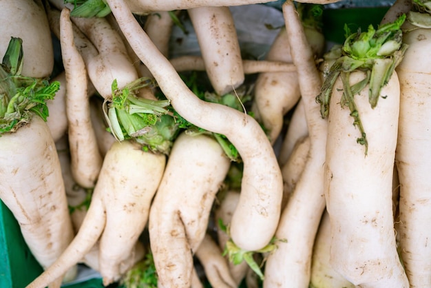 Un montón de daikon como fondo Fondo vegetal