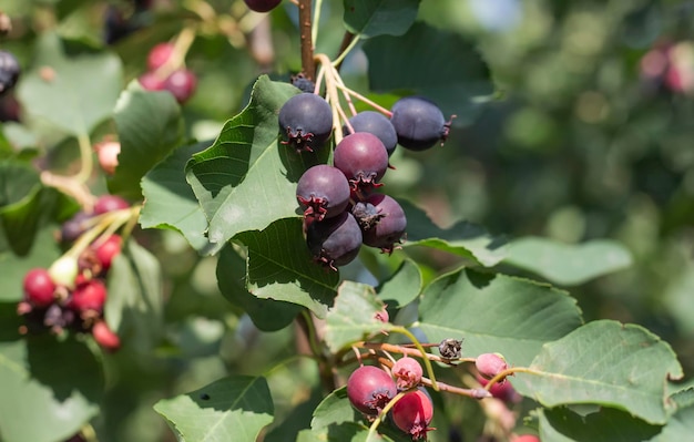 Un montón de deliciosos frutos negros de la planta irga en un árbol shadberry