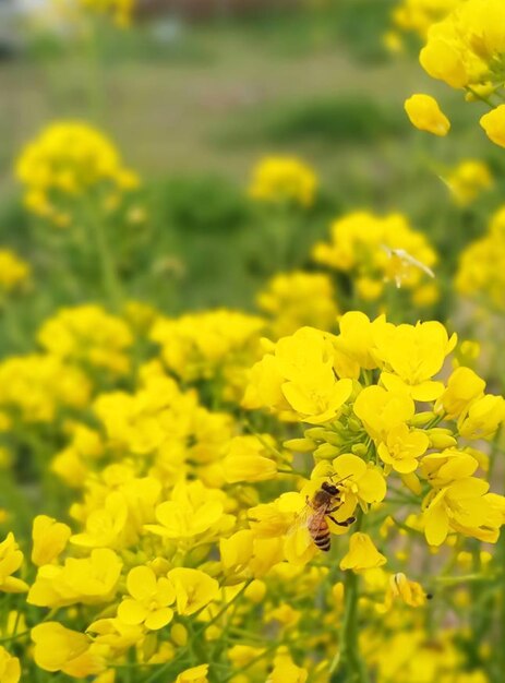 un montón de diente de león amarillo están creciendo en la hierba