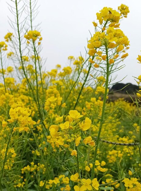 un montón de diente de león amarillo están creciendo en la hierba