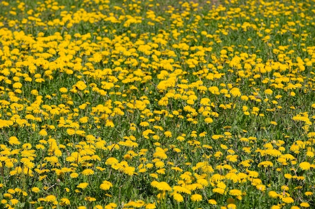 Un montón de dientes de león amarillos florecientes como alfombra de flores en la vista de cerca de un día soleado y brillante