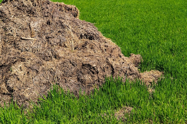 Montón de estiércol en el campo