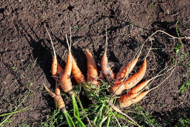 Montón de feas zanahorias en el suelo. Cultivo de hortalizas orgánicas. Zanahoria anormal deformada en la cama del jardín.