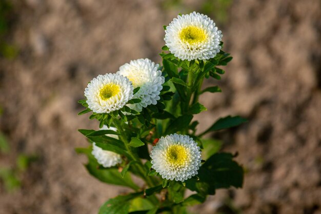 Montón de flor de crisantemo blanco floreciente que crece en el jardín de invierno