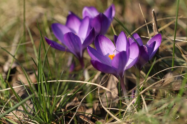 Foto un montón de flores de azafrán púrpura en la hierba