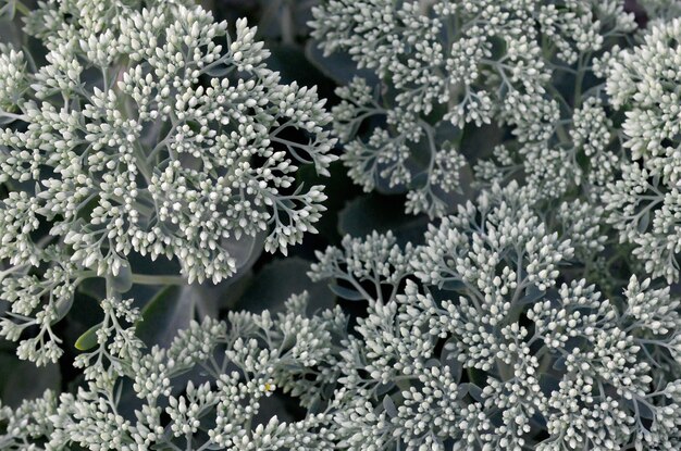 Foto un montón de flores blancas de hylotelephium telephium con hojas y tallos verdes