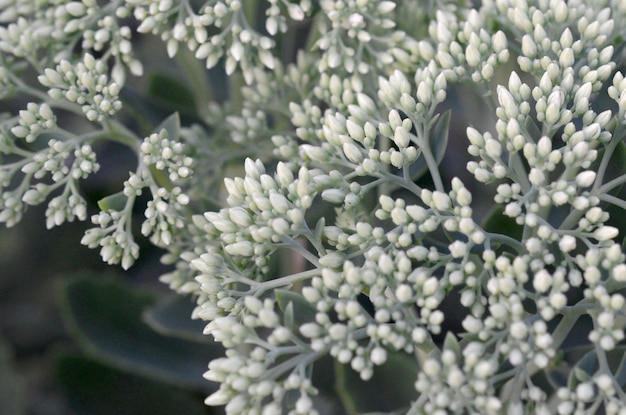 Foto un montón de flores blancas de hylotelephium telephium con hojas y tallos verdes