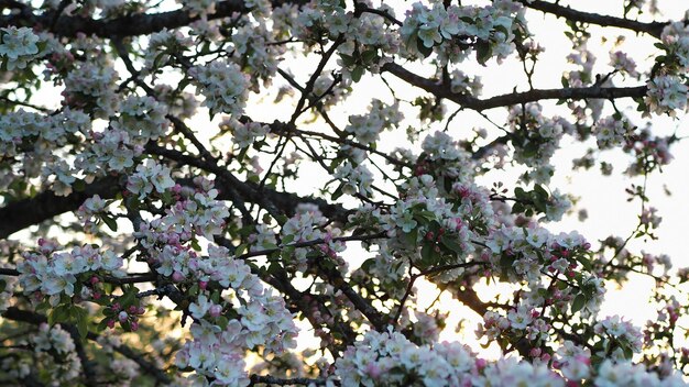 Un montón de flores blancas y rosas de un manzano de cerca contra el fondo de una puesta de sol