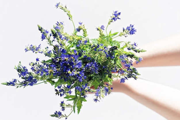 Montón de flores de campo púrpura en las manos de la niña.