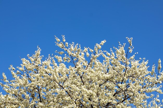 Un montón de flores de cerezo blancas en las ramas de un árbol contra un cielo azul Copyspace Enfoque selectivo