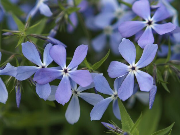 Un montón de flores de color azul suave primer plano de phlox puntiagudo (Phlox divaricata). Región de Leningrado, Rusia.