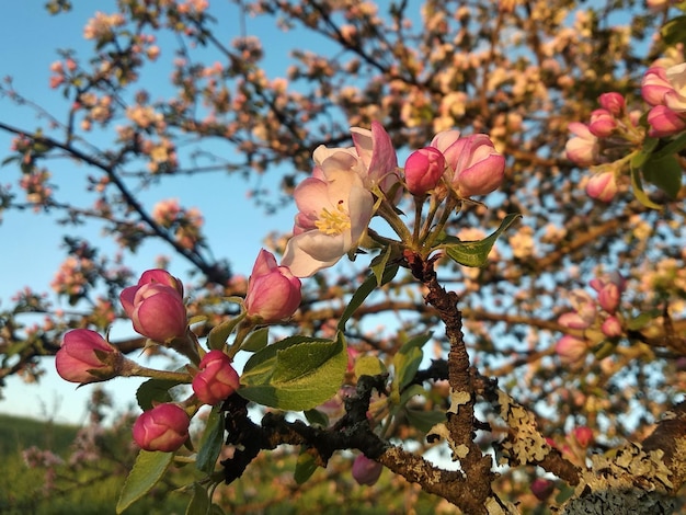 Un montón de flores de color rosa blanco de un primer plano de un manzano contra un cielo azul y hojas verdes.