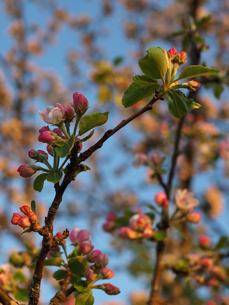 Un montón de flores de color rosa blanco de un primer plano de un manzano contra un cielo azul y hojas verdes.