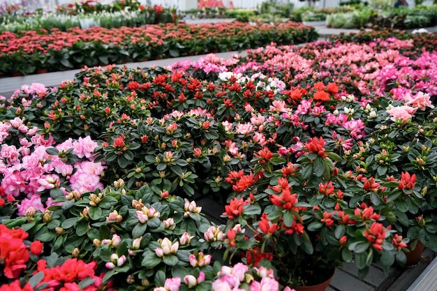 Un montón de flores de colores en la tienda de flores