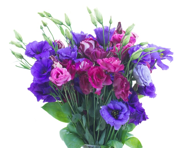 Un montón de flores de eustoma violeta y malva se cierran aisladas en blanco