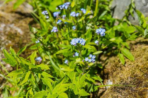 Un montón de flores de nomeolvides en un día soleado de primavera hermosas flores azules pequeñas y follaje verde