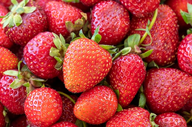 Montón de fresas maduras Fruta fondo cerrar