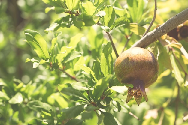 Montón de fruta de la granada que crece en un árbol en el jardín