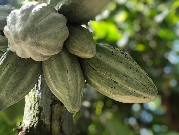 Un montón de fruta madura en un árbol.