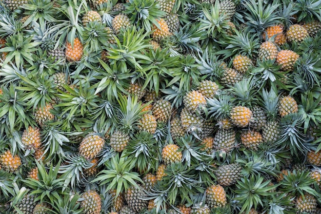 Montón de fruta de piña en puesto en el mercado y exportación