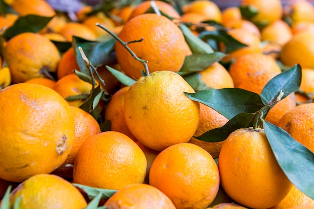 Un montón de frutas naranjas frescas arrancadas de la rama del naranjo.