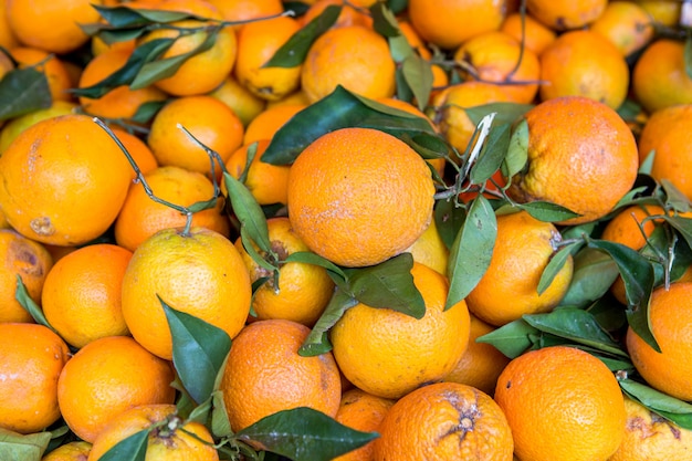 Un montón de frutas naranjas frescas arrancadas de la rama del naranjo.