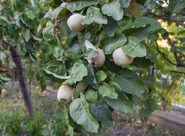 Un montón de frutos de membrillo en el árbol del jardín.