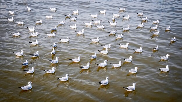 Un montón de gaviotas flotando en el mar mirando hacia la derecha