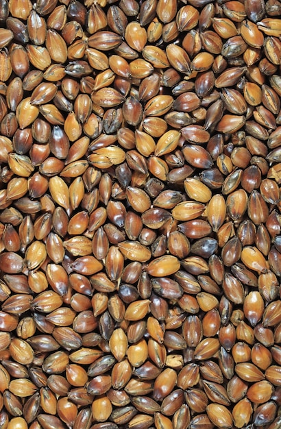 Montón de grano de cebada tostada para preparar té de cebada o mugicha japonesa