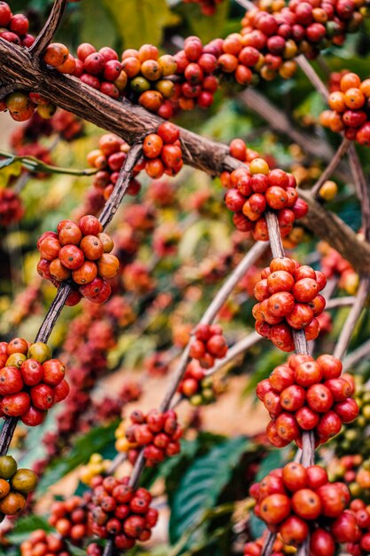 Un montón de granos de café en una rama