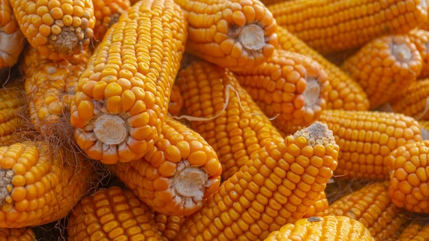 Montón de granos maduros de maíz amarillo saludable secado Granos de maíz maduros en mazorca