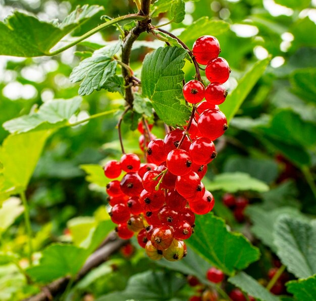 Un montón de grosellas rojas maduras se cierran sobre un fondo natural en el jardín