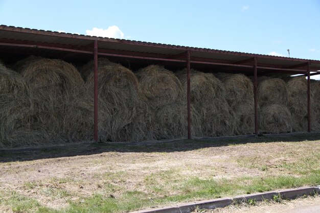 Un montón de heno un montón de heno grupo de agricultura granja y agricultura símbolo de la época de la cosecha con heno seco heno montón de hierba seca heno paja