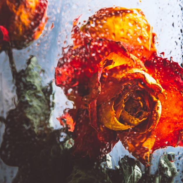 Montón de hermosas flores marchitas a través del cristal con gotas de lluvia