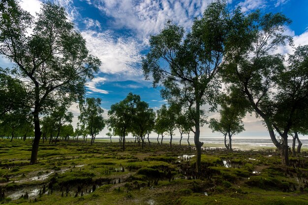 Un montón de hermosas mini colinas verdosas y desagües de agua salada vistas en la playa de Guliakhali Muradpur Sitakunda Chittagong
