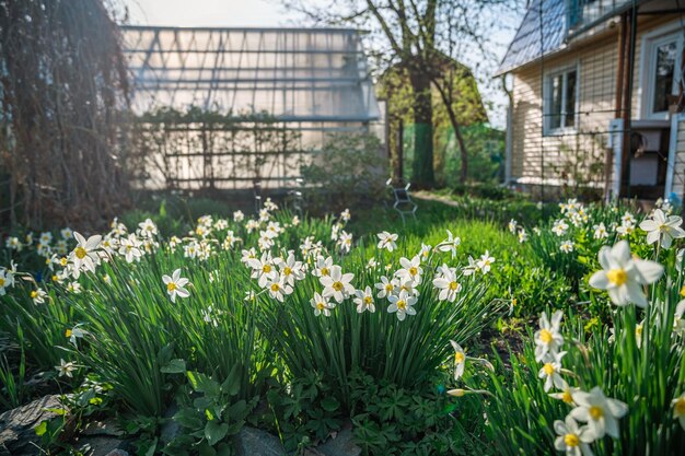 Un montón de hermosos narcisos blancos en el jardín jardinería flor reproducción primavera floración