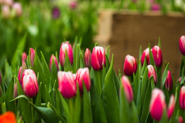 Un montón de hermosos tulipanes multicolores que crecen en un campo en el jardín en el invernaderorojoamarillovioletanaranjarosatulupsPrimavera muchos tulipanesconcepto de flores