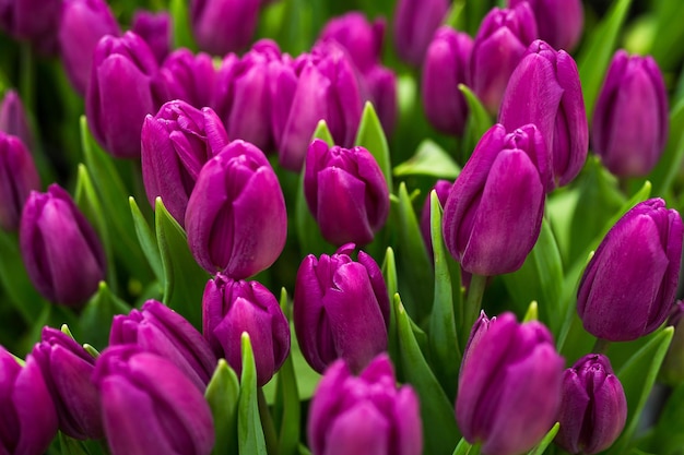 Un montón de hermosos tulipanes multicolores que crecen en un campo en el jardín en el invernaderorojoamarillovioletanaranjarosatulupsPrimavera muchos tulipanesconcepto de flores